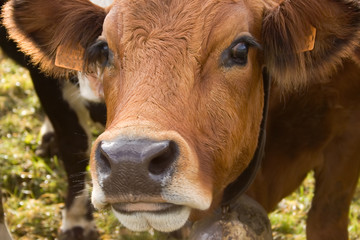 Fototapeta premium portrait of a cow