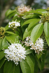 Tropical spring flowers