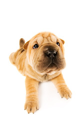 Funny sharpei puppy