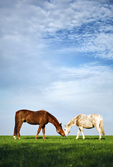 Fototapeta na wymiar horses on meadow, tenderly touching noses, cloudy sky