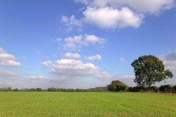 Green field landscape under blue cloudy sky on a sunny day.
