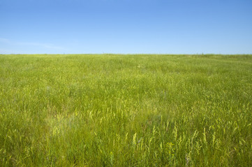 Obraz na płótnie Canvas summer field