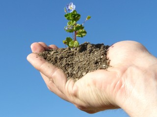 fleur main