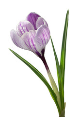 Signs of Spring - Crocus - white background