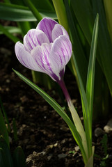 Signs of Spring - Crocus - natural background