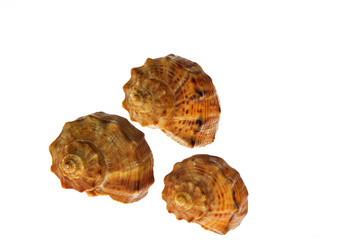 Three shells