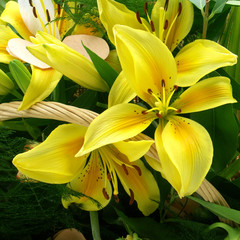 liliums