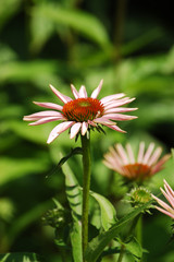 Echinacea purpurea