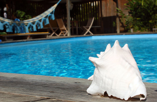 coquillage et piscine