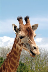 Naklejka premium giraffa