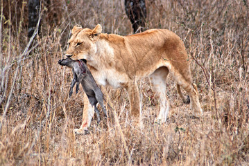 Fototapeta na wymiar Lwica polowanie w Tanzanii