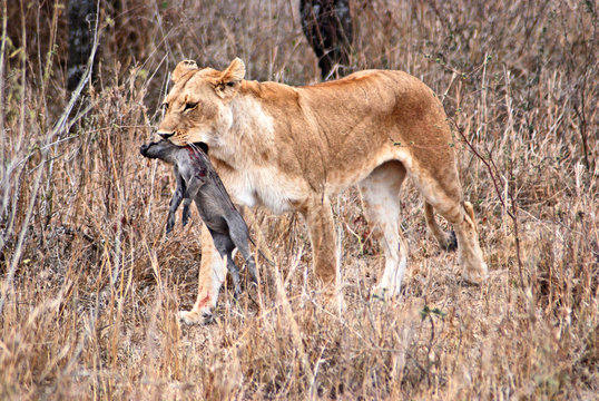 Leonessa a caccia in tanzania
