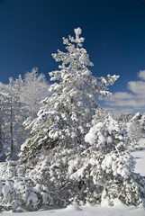 Sunny winter day - winter mountain scene, Divcibare, Serbia