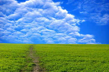 field on a background of the blue sky