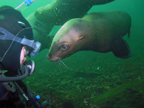 Scuba Diver Meets California Sea Lion