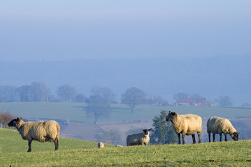 Naklejka na ściany i meble Sheep in the Shropshire hills