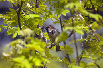 Bird