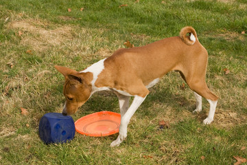 Dog Sniffing cube