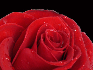 Rose,rot.