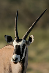 Gemsbok antelope