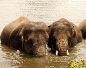 Obraz na płótnie Canvas Słonie w kąpieliskach