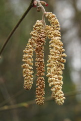 Chatons de noisetier
