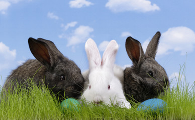 Easter. The rabbit and a easter egg with a sky background