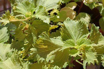 Shiso (perilla) is a common ingredient Japanese dishes - 6339623