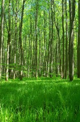 Obraz premium green spring forest