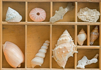 Holzvitrine mit Muscheln und Strandgut