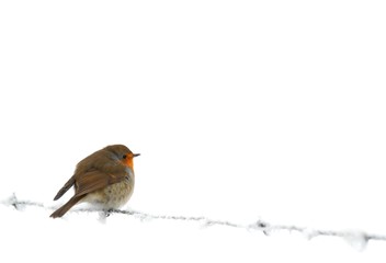 Robin on frozen barb wire, isolated over white
