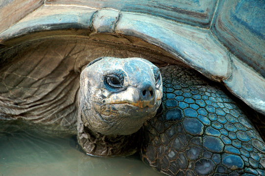 Schildkr&ouml;te
