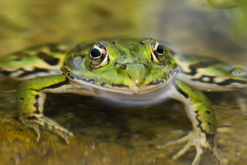 Grenouille dans l'eau