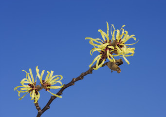Witch hazel