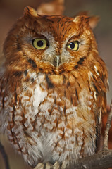Eastern Screech Owl