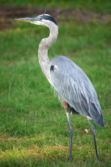 Heron