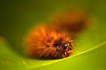 Caterpillar
