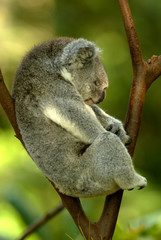 Australian Koala