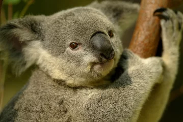 Rideaux tamisants Koala Koala australien