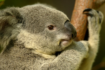 Australian Koala © Kitch Bain