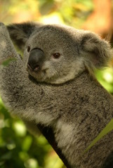 Australian Koala © Kitch Bain