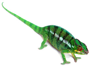 caméléon vert sur fond blanc