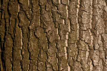 The bark of an oak tree (closeup/texture)