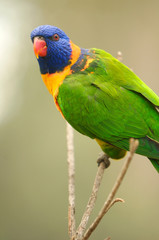 Rainbow Lorikeet