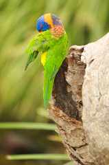 Rainbow Lorikeet