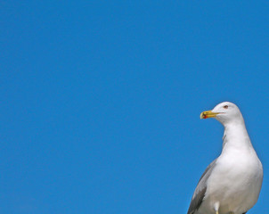 Mouette