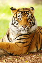 Naklejka premium Bengal Tiger