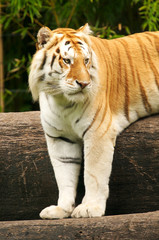 Bengal Tiger