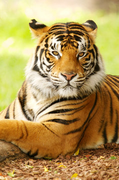 Fototapeta Bengal Tiger
