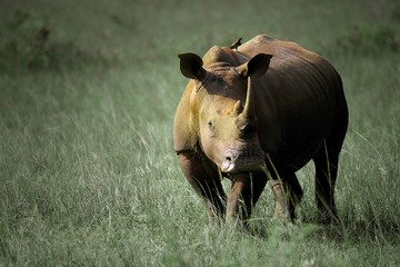 White Rhino